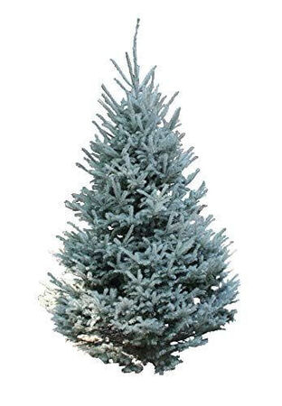 6 ft. to 8 ft. Sno-tip Spruce Live Christmas Tree