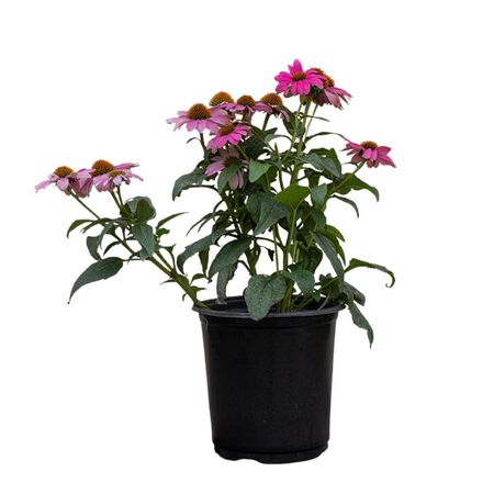Plant Echinacea Asst. 1G