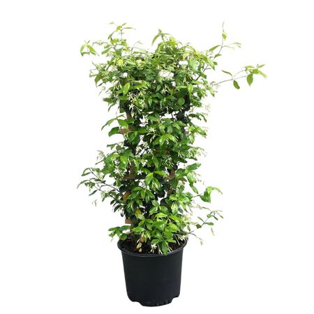 Plant Confederate Jasmine 3G