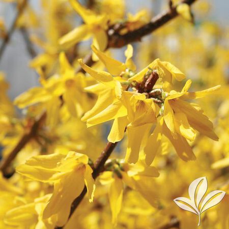 Forsythia Showy Border 2G