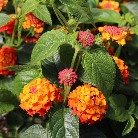 Plant Lantana 4.5 in.