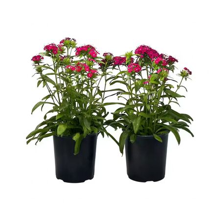 Plant Dianthus Asst. 1G
