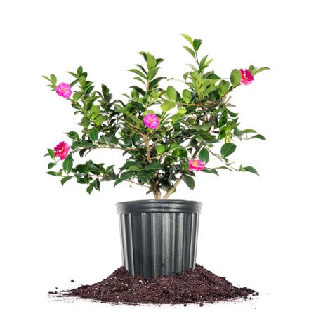 Plant Shrub Camellia Shi Shi Gashira 3G