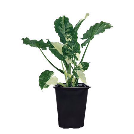 Plant Alocasia Odora Batik VGTD 3G