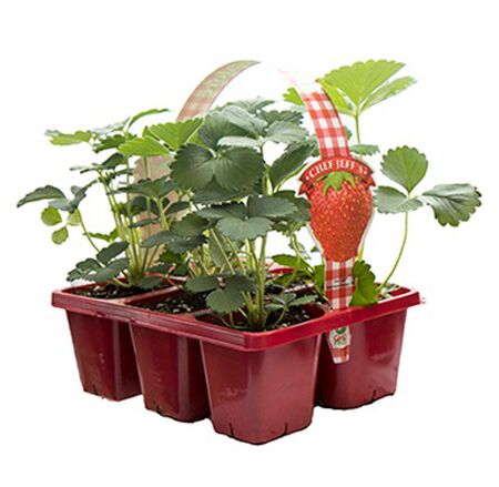 306 CHEF JEFF’S STRAWBERRY BERRIES GALORE 6 Pack