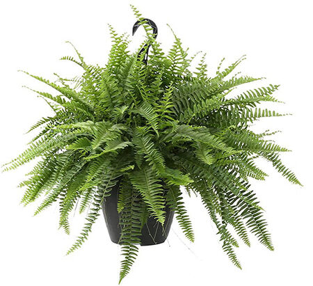 Basket Hanging Fern 10"