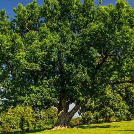 Green Ash Tree (Fraxinus pennsylvanica) 3G