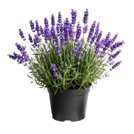 Plant Lavender Fernleaf 1G