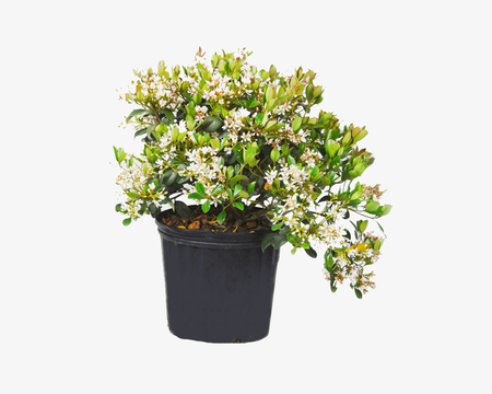 Indian Hawthorn Shrub 3 gal