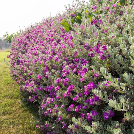 Shrub Sage Green Cloud 1G