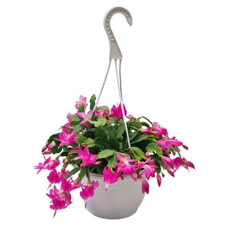 HB Plant ZygoCactus 10 in.