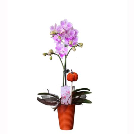 Plant Orchid Fall 4 in.