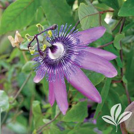 Vine Passion 3gal