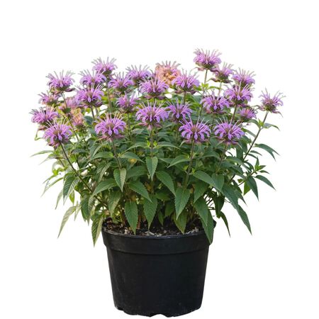 Plant BeeBalm Bee Mine Purple 1G