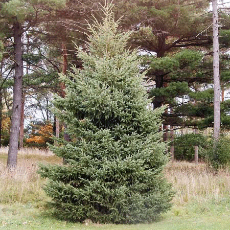 6 ft. to 8 ft. Black Hill Spruce Live Christmas Tree