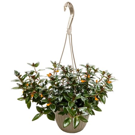 Plant HB Tropical Goldfish 6 in.