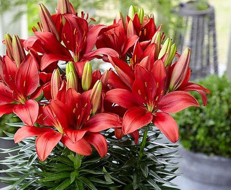 Asiatic Lily Assorted - 1 Gallon