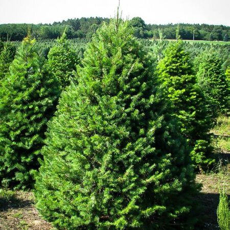 6 ft. to 8 ft. Douglas Fir Live Christmas Tree