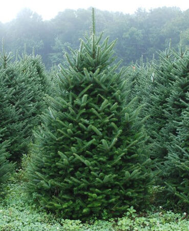 6 ft. to 8 ft. Fraser Fir Live Christmas Tree