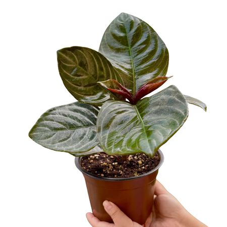 Plant Aphelandra Nova Fuego 1G