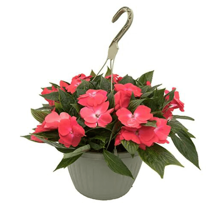 Basket Hanging Fancy Select