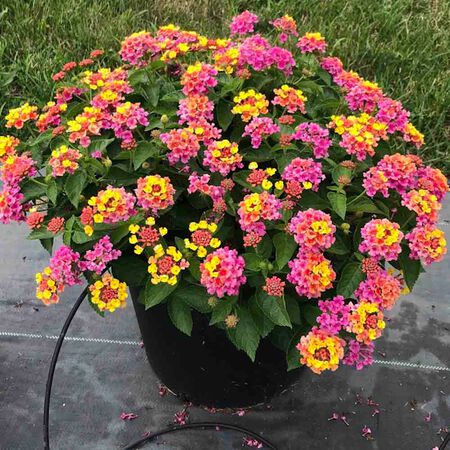 Lantana Asst 2gal