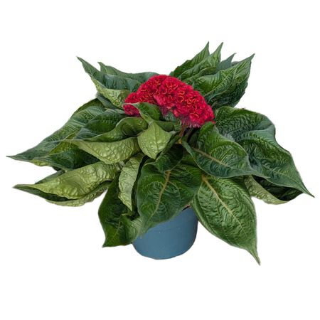 Plant Celosia Asst. 6 in.