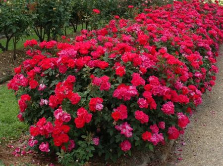 Rose Knockout 8in