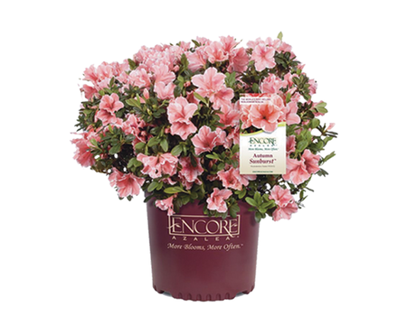 3 gal Encore Azalea Shrub
