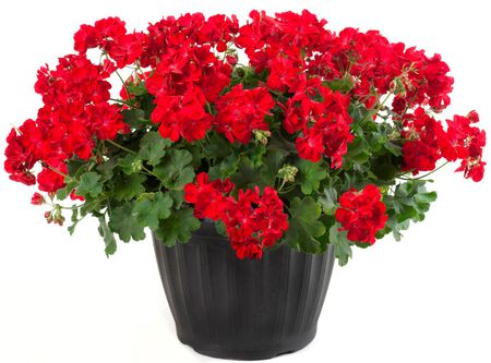 Patio Pot 10" Zonal Geranium