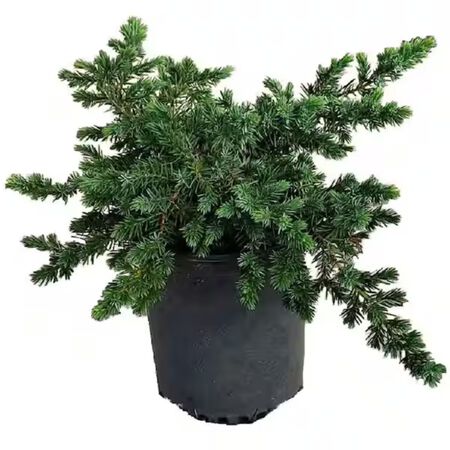 Plant Juniper Blue Pacific 3G