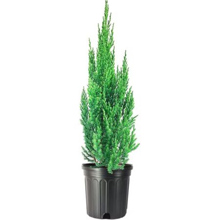 Plant Juniper Blue Point 3G