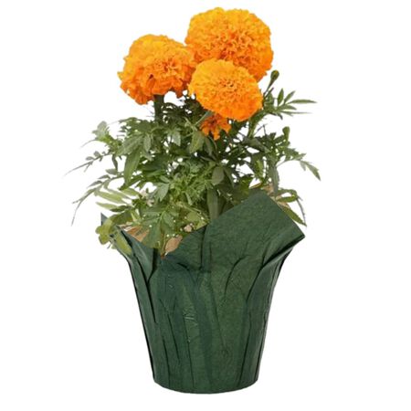 Plant Marigold 4.5 in.