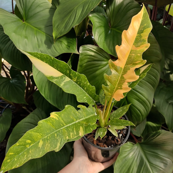 Plant Ring Of Fire Philo