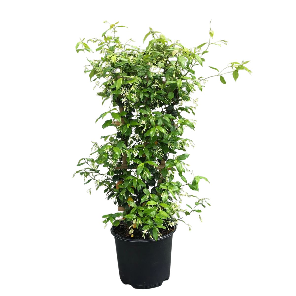Plant Confederate Jasmine 3G