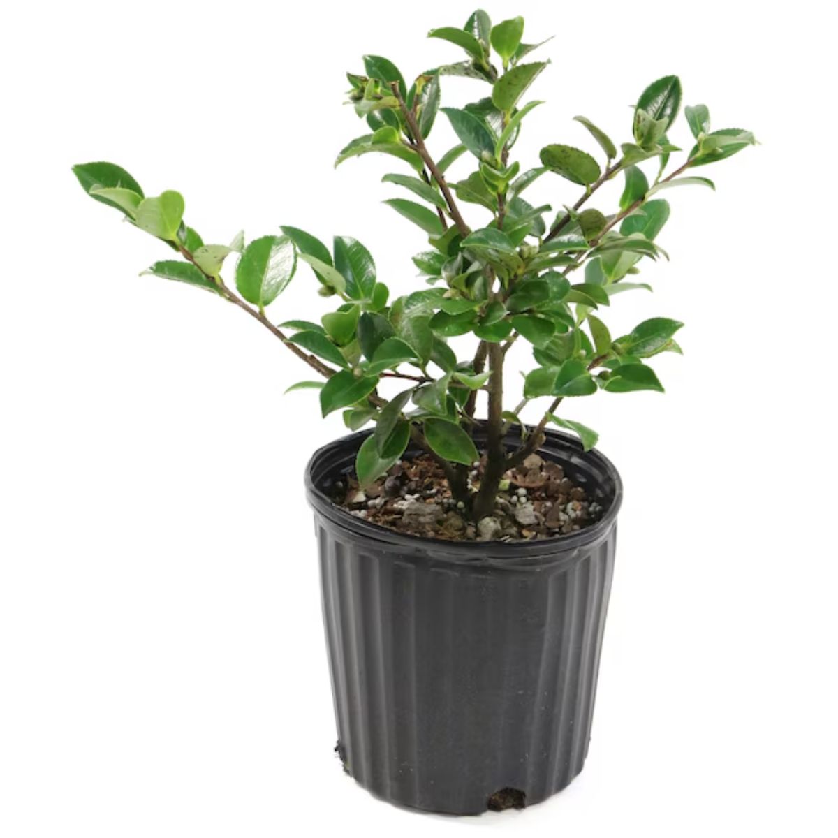 Plant Shrub Camellia Shi Shi White 3G