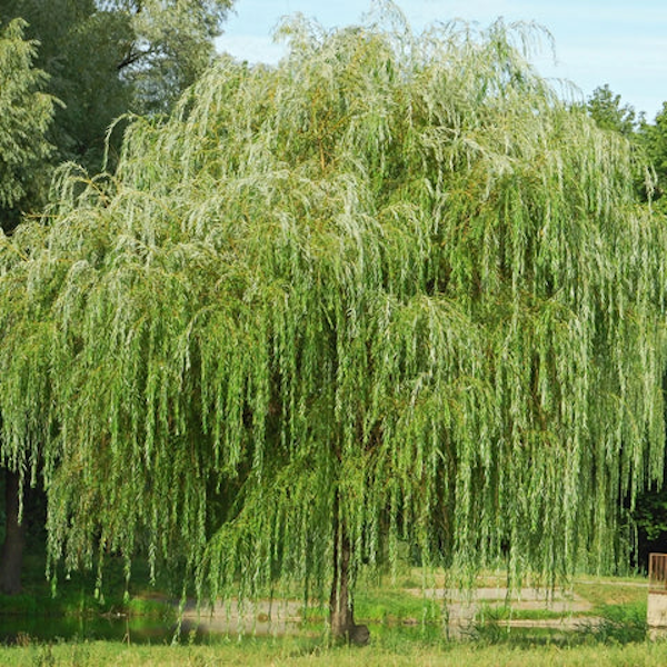 Tree Weeping Willow 5 gal