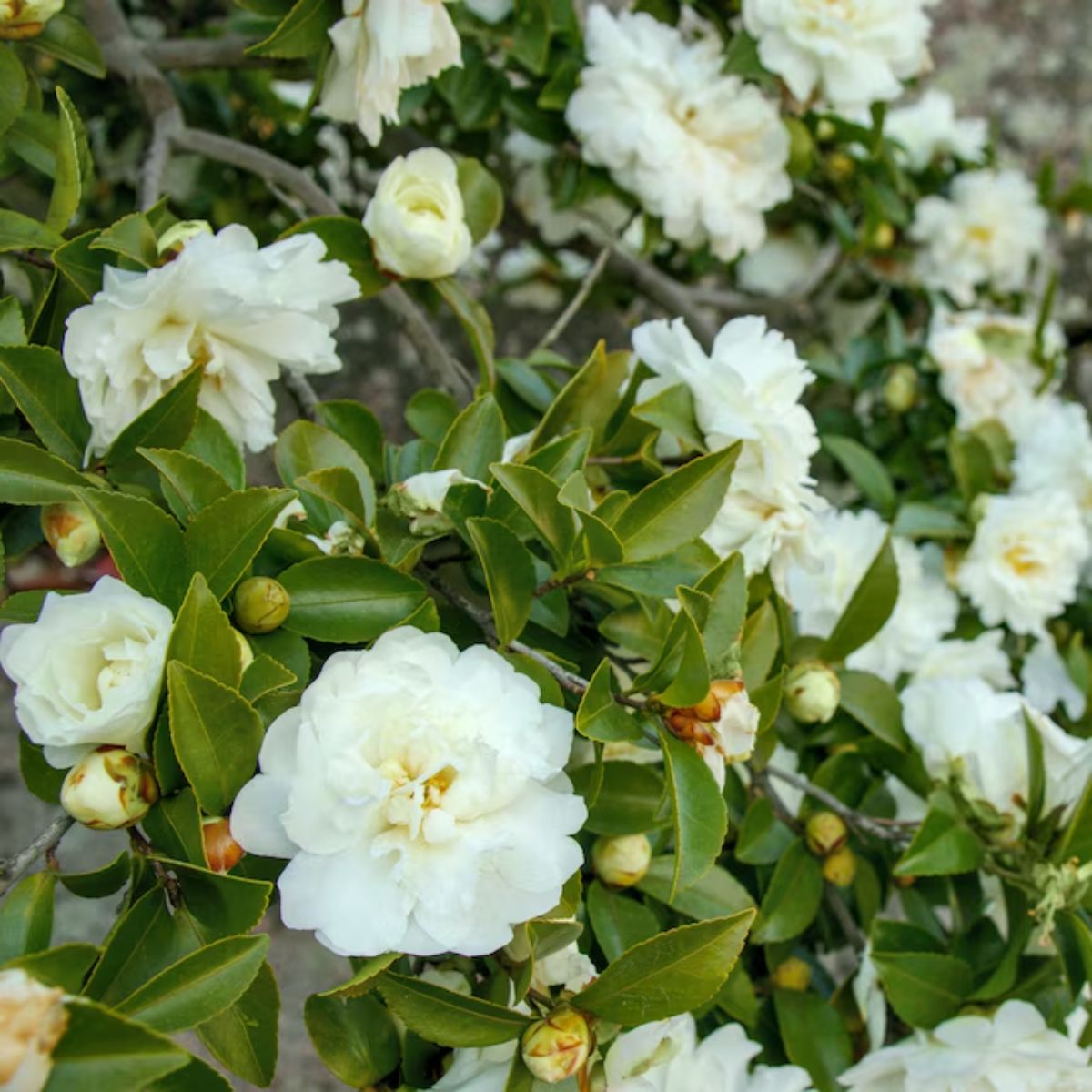 Plant Shrub Camellia Shi Shi White 3G