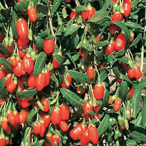 3 Gal. Tree Goji Berry assorted