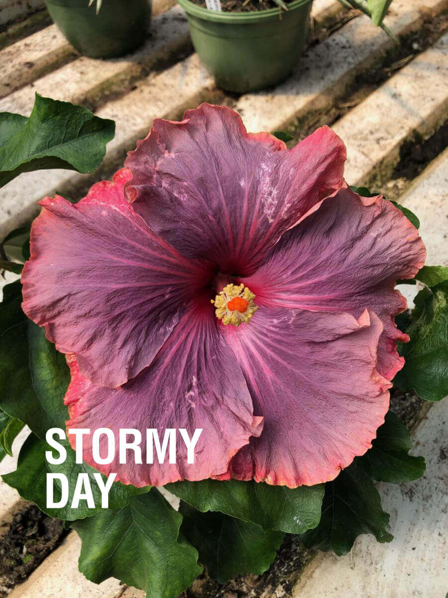 Cajun Hibiscus Plant - 1 gallon