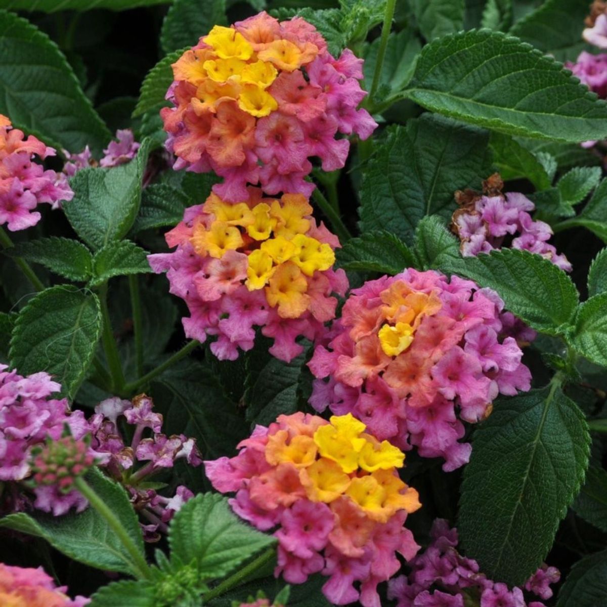 Plant Lantana 4.5 in.