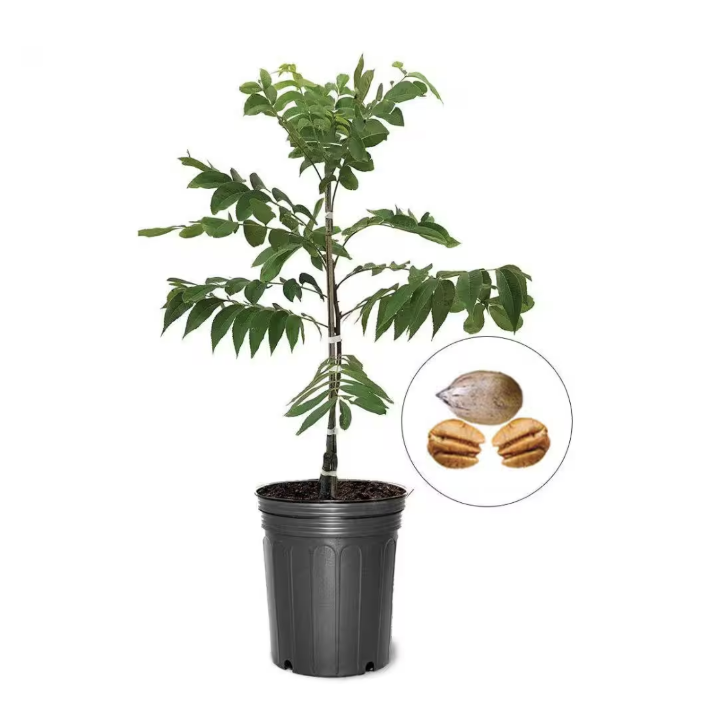 Elliot Pecan Tree 5 Gal.
