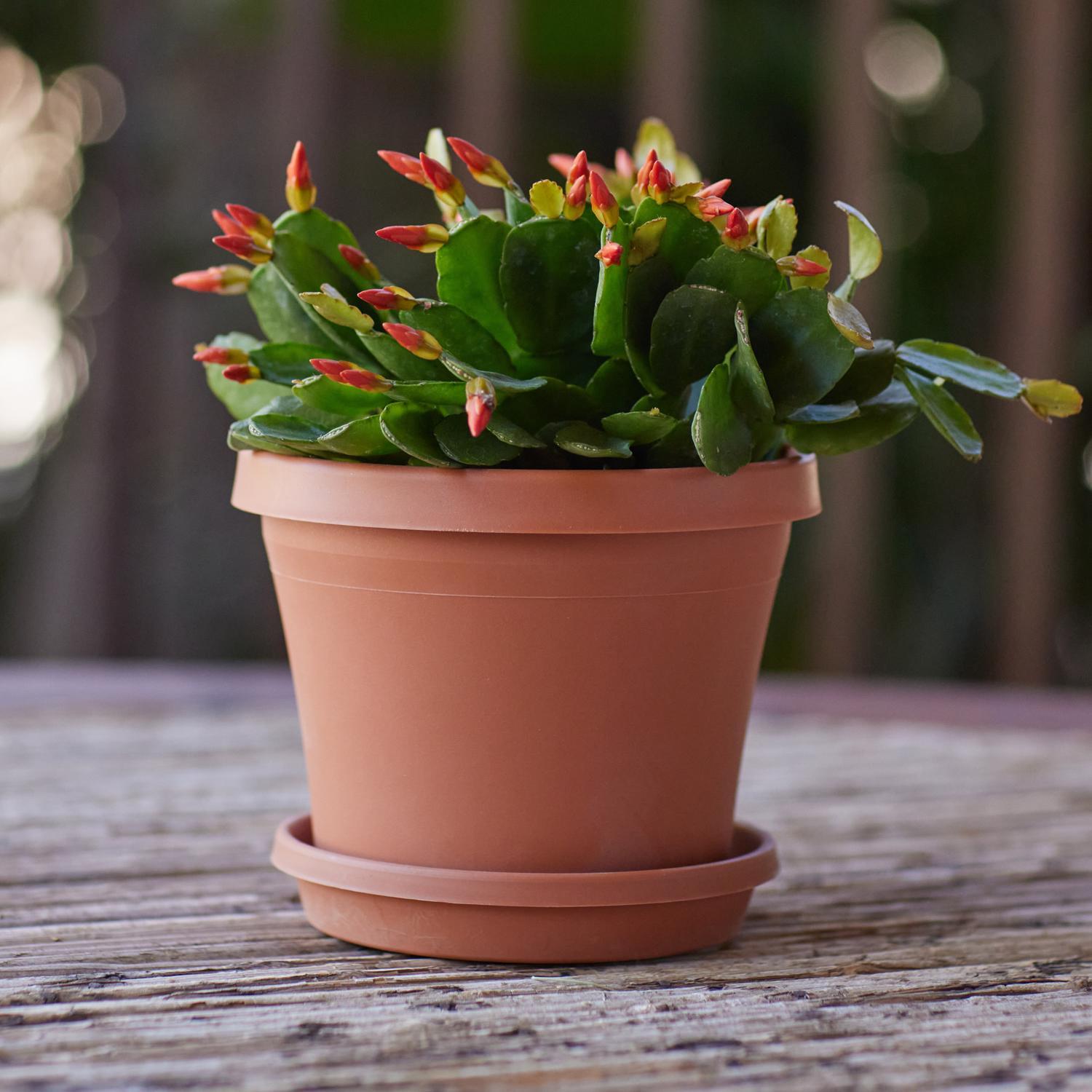 Bloem Terra 1.2 in. H X 5.5 in. W X 5.5 in. D X 5.5 in. D Resin Traditional Plant Saucer Terra Cotta