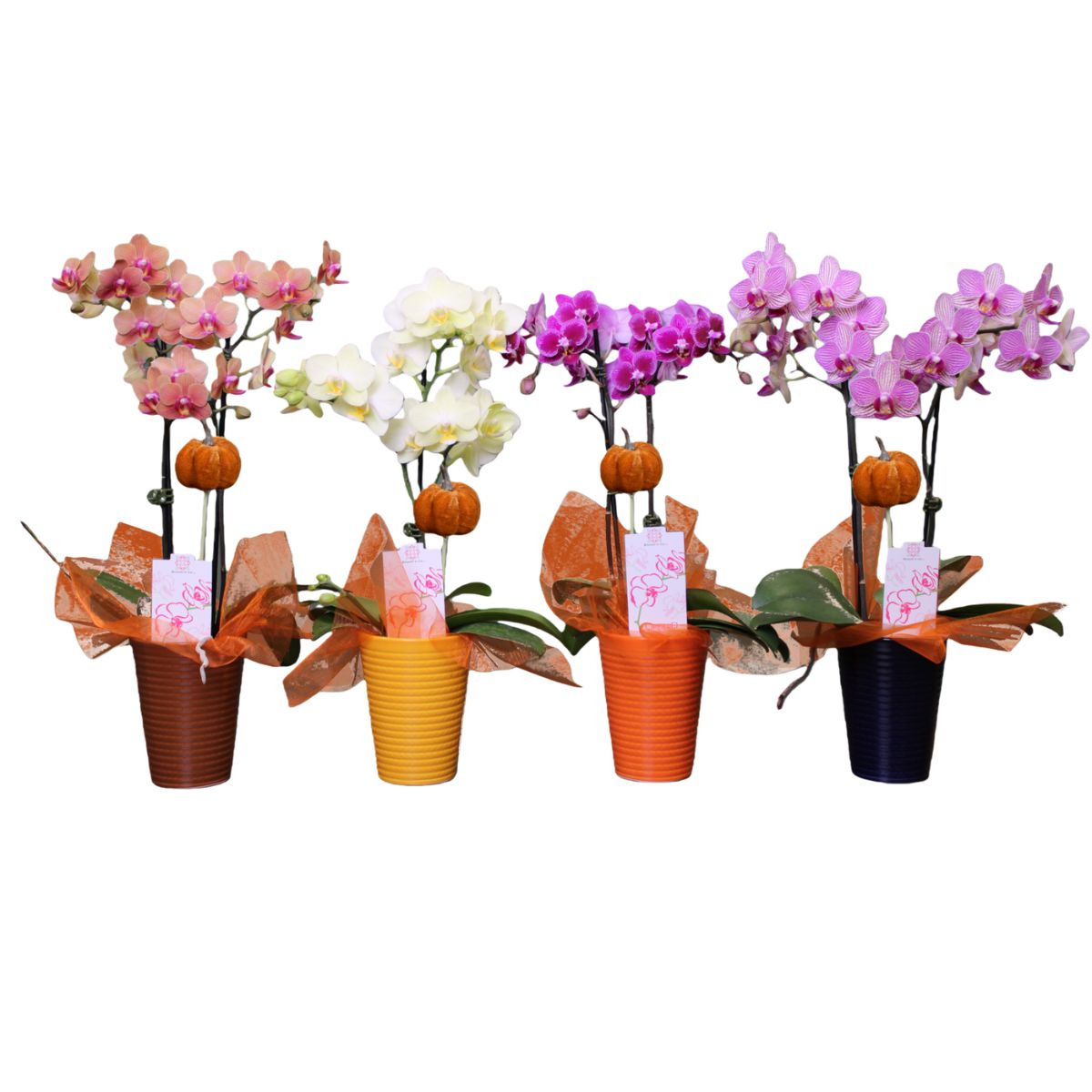 Plant Orchid Fall 4 in.