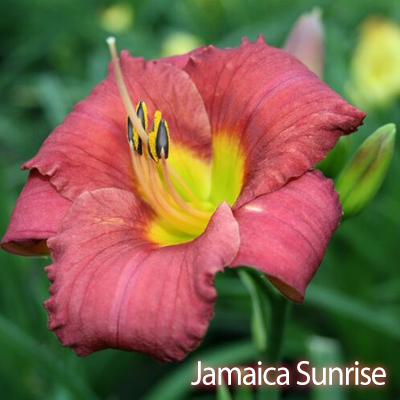 Assorted Daylillies 1 Gal.
