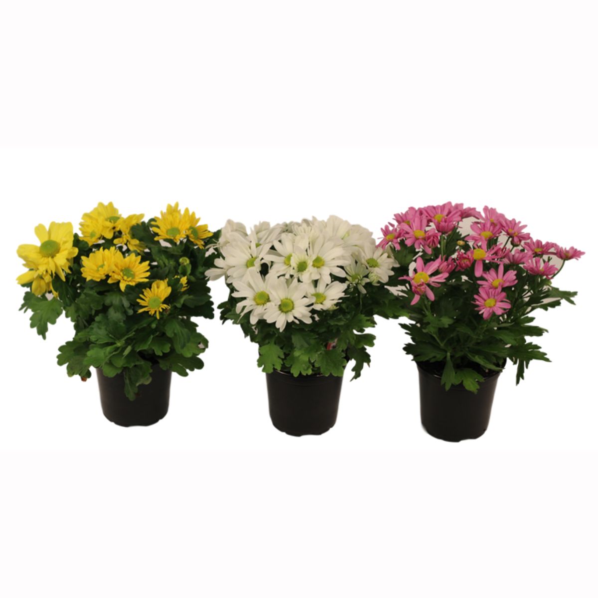 Plant Mum Asst 4.5 in.