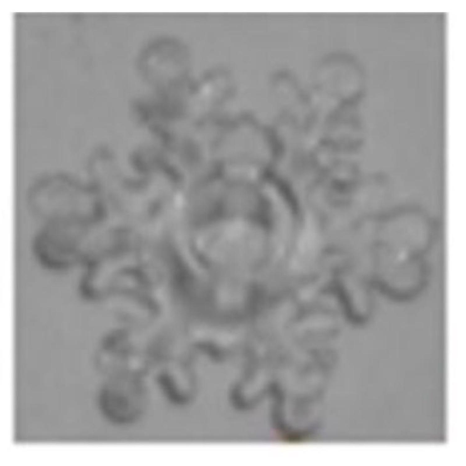 Celebrations LED Micro Dot/Fairy Clear/Warm White 20 ct Novelty Christmas Lights 6.2 ft.