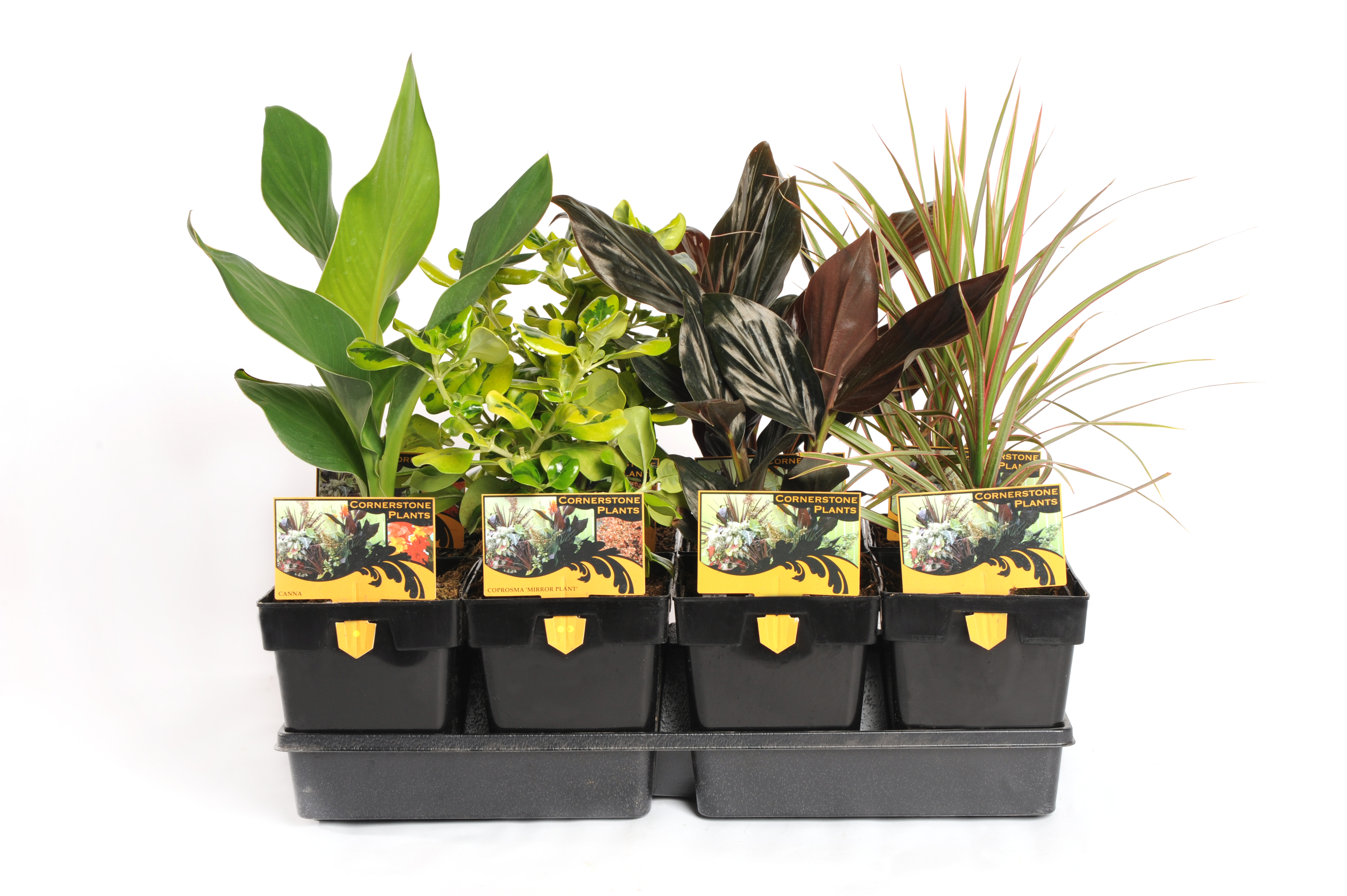 Plant 6" Foilage Cornerstone