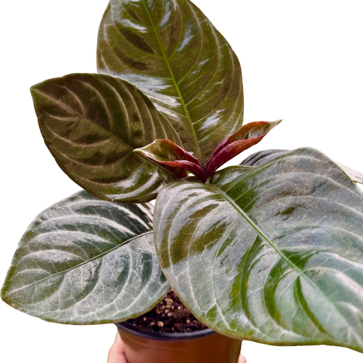 Plant Aphelandra Nova Fuego 1G