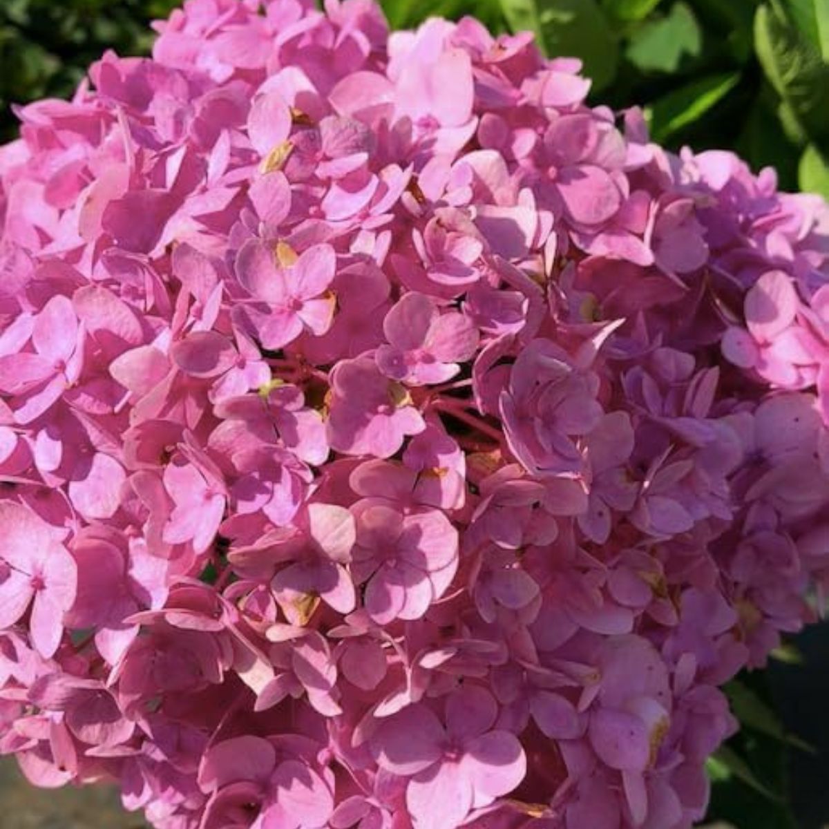 Plant Hydrangea 3 Gal